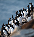 BB 12 0165 / Uria aalge / Lomvi